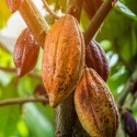 Купить Какао-бобы цельные, обжаренные, Коста-Рика, 50 г