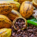 Купить Какао-бобы цельные, обжаренные, Коста-Рика, 50 г