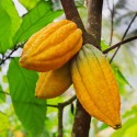 Купить Какао-бобы цельные, обжаренные, Танзания, 50 г