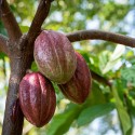 Купить Какао-бобы цельные, обжаренные, Уганда, 50 г