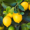 Купить Эфирное масло лимона средиземноморского, EKKSO, 10 мл