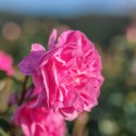 Купить Гидролат розы эфиромасличной, EKKSO, 100 мл