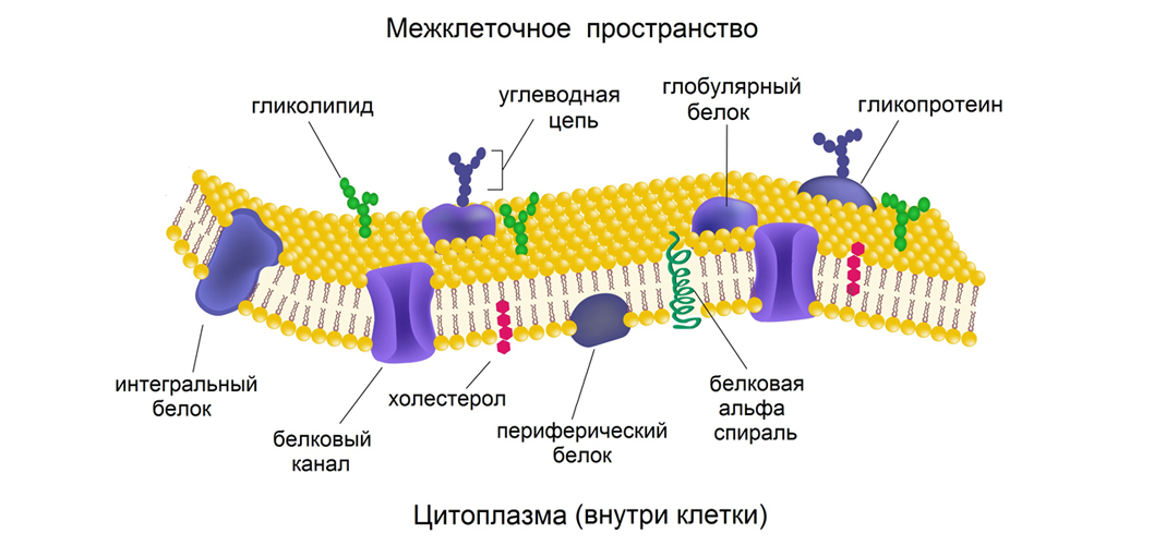 Устройство клеточной мембраны
