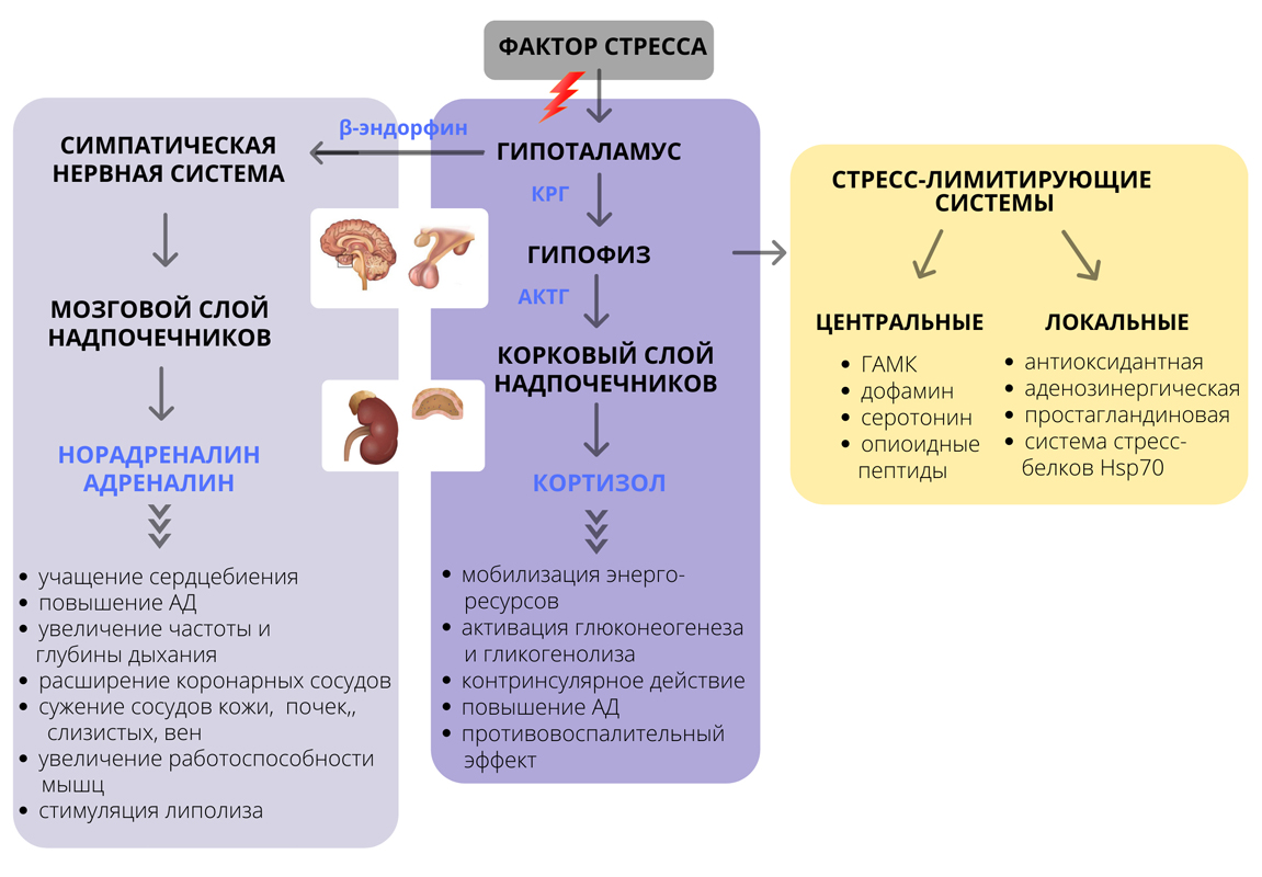 Функции кортизола