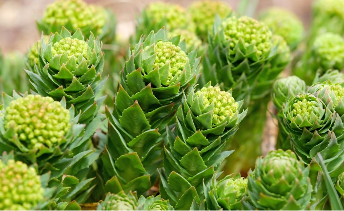 Родиола розовая (Rhodiola rosea)