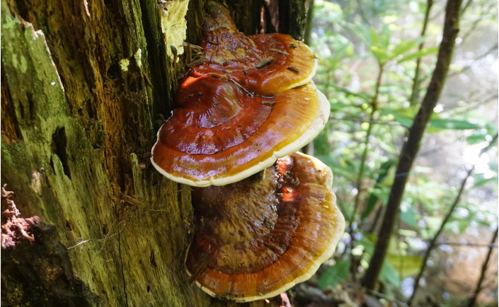 Гриб Рейши (Ganoderma Lucidium)