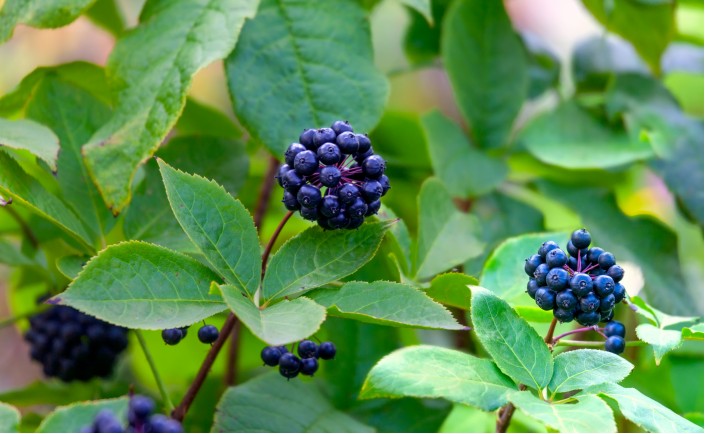 Элеутерококк (Eleutherococcus)