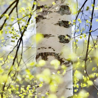 Бетулин, Инкода, 100 г