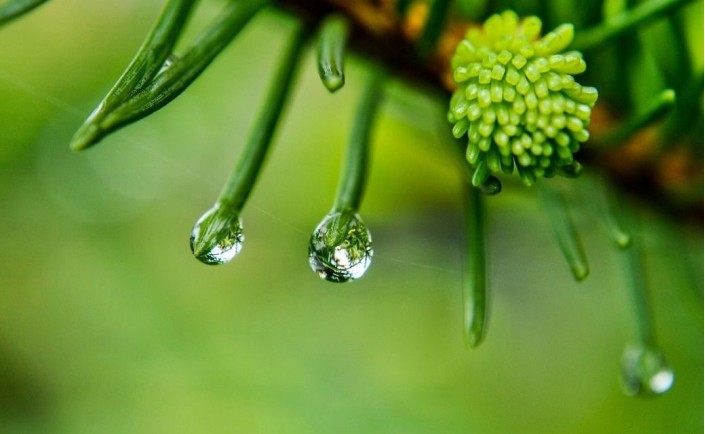 Полипренолы