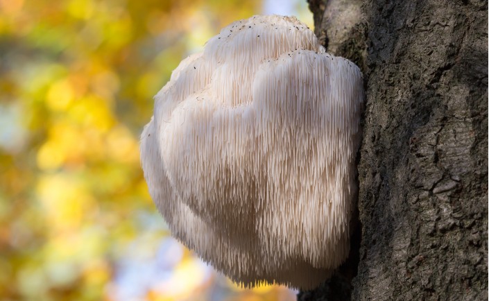 Ежовик гребенчатый (Hericium erinaceus)
