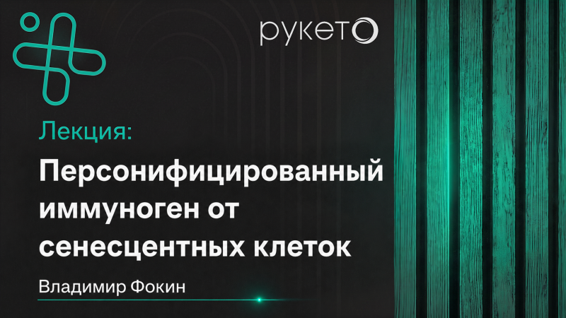 Персонифицированный иммуноген для элиминации сенесцентных клеток 