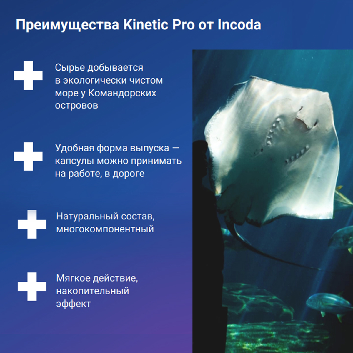 Kinetic Pro, Инкода, 60 капсул