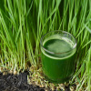 Витграсс (Wheatgrass), сухой сок ростков пшеницы, 450 мг, 60 таб.