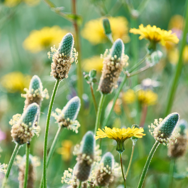 Псиллиум порошок, 350 г