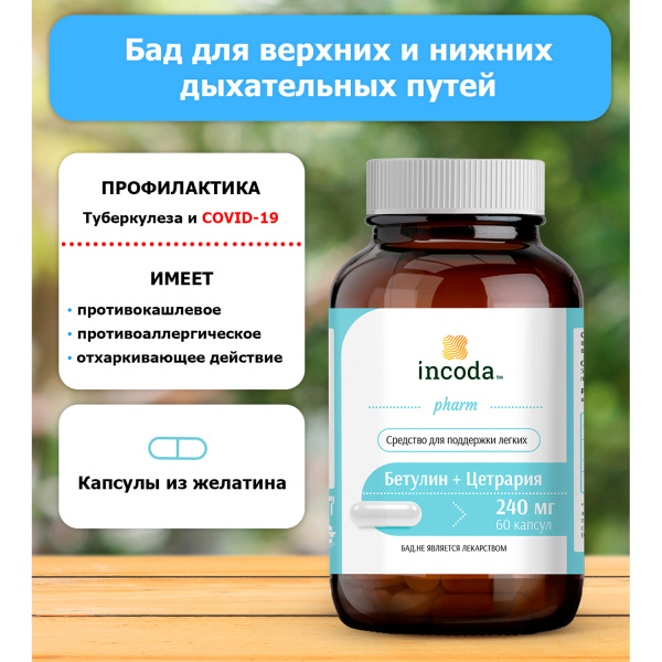 Бетулин + Цетрария, Инкода, 60 капсул